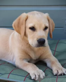 Zdjęcie №1. labrador retriever - na sprzedaż w Gothenburg | 1884zł | Zapowiedź №88533