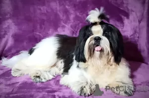 Dodatkowe zdjęcia: Shih tzu