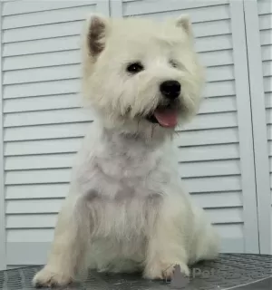 Dodatkowe zdjęcia: Szczeniak West Highland White Terrier od Championa Międzynarodowego