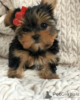 Zdjęcie №1. yorkshire terrier - na sprzedaż w Berlin | negocjowane | Zapowiedź №97352