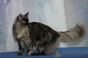 Dodatkowe zdjęcia: Maine Coon dorósł