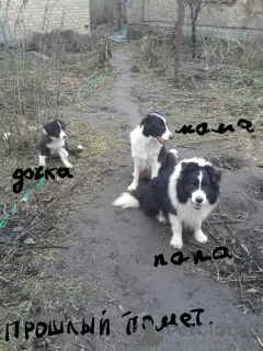 Zdjęcie №4. Sprzedam border collie w Kijów. prywatne ogłoszenie - cena - negocjowane