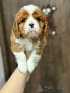 Zdjęcie №3. Szczenięta Cavalier King Charles Spaniel. Białoruś