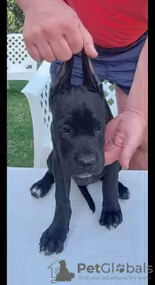 Dodatkowe zdjęcia: Cane Corso szczenięta na sprzedaż