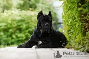 Dodatkowe zdjęcia: Szczenięta Cane Corso