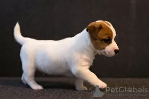 Dodatkowe zdjęcia: Szczeniak Jack Russell Terrier