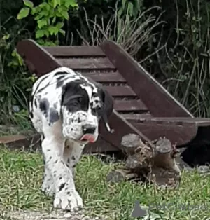 Zdjęcie №2 do zapowiedźy № 24786 na sprzedaż  dog niemiecki - wkupić się Polska hodowca