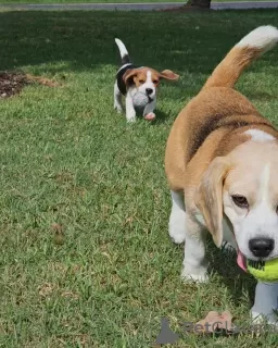 Zdjęcie №3. szczenięta beagle wychowane w kochającym domu rodzinnym, . Niemcy