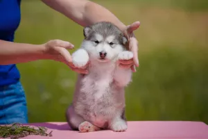 Dodatkowe zdjęcia: Alaskan Malamute Girl