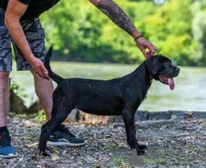 Zdjęcie №2 do zapowiedźy № 105768 na sprzedaż  cane corso - wkupić się Serbia 