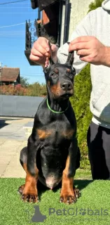 Dodatkowe zdjęcia: Doberman szczenięta na sprzedaż