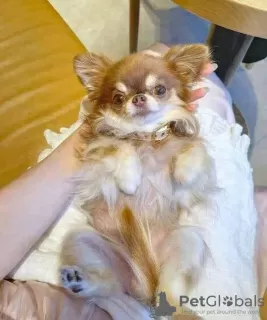 Dodatkowe zdjęcia: Chihuahua do adopcji