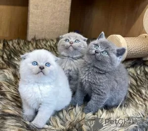 Zdjęcie №1. scottish fold - na sprzedaż w Лювен | 1046zł | Zapowiedź № 99754