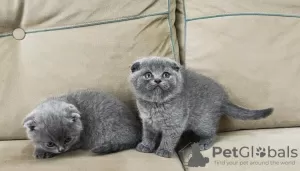 Zdjęcie №1. scottish fold - na sprzedaż w Wiesbaden | 1046zł | Zapowiedź № 120389