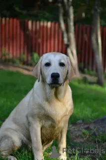 Zdjęcie №2 do zapowiedźy № 113540 na sprzedaż  labrador retriever - wkupić się Finlandia hodowca