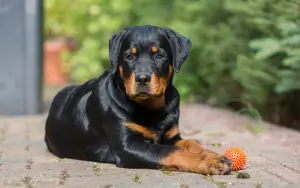 Zdjęcie №2 do zapowiedźy № 410 na sprzedaż  rottweiler - wkupić się Federacja Rosyjska prywatne ogłoszenie