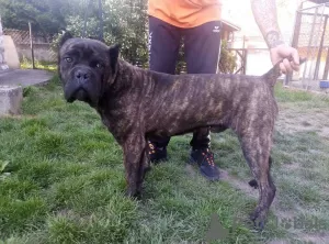 Zdjęcie №2 do zapowiedźy № 20346 na sprzedaż  cane corso - wkupić się Federacja Rosyjska od żłobka