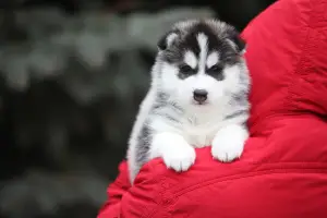 Dodatkowe zdjęcia: Siberian Husky