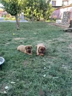 Zdjęcie №3. Dogue de Bordeaux szczenięta. Serbia