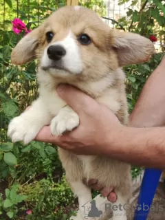 Dodatkowe zdjęcia: szczenięta welsh corgi pembroke