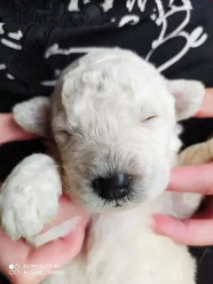 Zdjęcie №4. Sprzedam komondor w Petersburg. prywatne ogłoszenie - cena - negocjowane