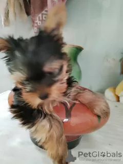 Zdjęcie №1. yorkshire terrier - na sprzedaż w Komsomolsk-na-Amurze | 2zł | Zapowiedź №106943