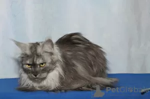 Dodatkowe zdjęcia: Maine Coon dorósł