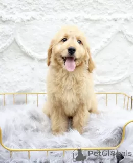 Dodatkowe zdjęcia: Golden retriever