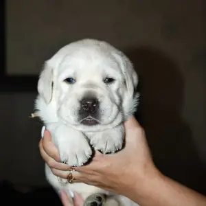 Zdjęcie №1. labrador retriever - na sprzedaż w Lipieck | 1214zł | Zapowiedź №3943