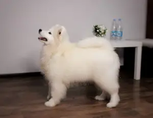 Zdjęcie №3. Darmowa dziewczyna Samoyed!. Białoruś