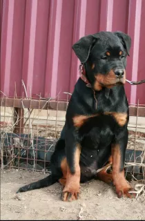 Zdjęcie №1. rottweiler - na sprzedaż w Astrachań | 1439zł | Zapowiedź №6590