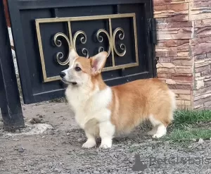 Dodatkowe zdjęcia: walijski corgi pembroke