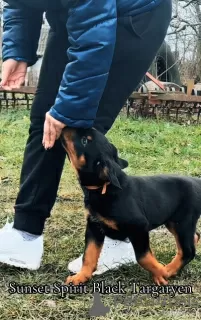 Zdjęcie №1. rottweiler - na sprzedaż w Zrenjanin | Bezpłatny | Zapowiedź №129651