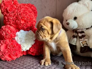 Dodatkowe zdjęcia: Szczenięta Dogue de Bordeaux