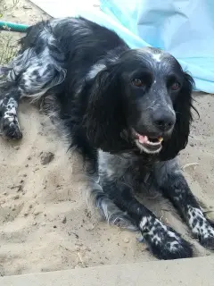 Zdjęcie №2 do zapowiedźy № 2616 na sprzedaż  russian spaniel - wkupić się Federacja Rosyjska hodowca