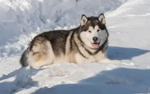 Zdjęcie №3. Alaskan Malamute jest na sprzedaż w Irkucku. Chłopiec. Federacja Rosyjska