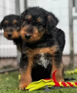 Dodatkowe zdjęcia: Samce i samice szczeniąt Airedale.