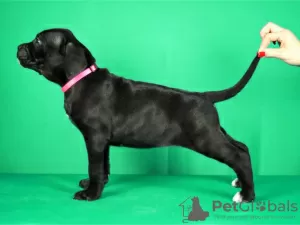 Zdjęcie №2 do zapowiedźy № 122379 na sprzedaż  cane corso - wkupić się Serbia hodowca