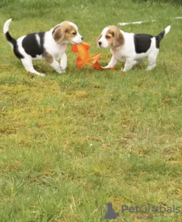 Zdjęcie №2 do zapowiedźy № 18599 na sprzedaż  cavalier king charles spaniel - wkupić się Holandia 