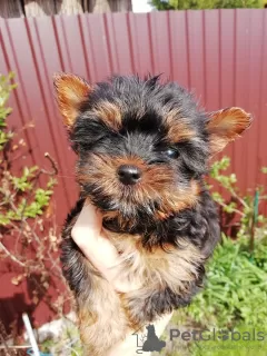 Zdjęcie №1. yorkshire terrier biewer, yorkshire terrier - na sprzedaż w Wilno | 1884zł | Zapowiedź №100418