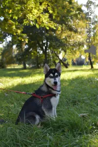 Dodatkowe zdjęcia: Szczeniaki husky syberyjskiego