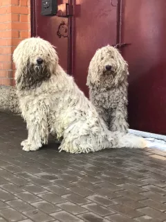 Zdjęcie №2 do zapowiedźy № 6935 na sprzedaż  komondor - wkupić się Federacja Rosyjska prywatne ogłoszenie