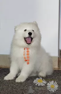 Dodatkowe zdjęcia: Samoyed Samojed, FCI- Camomile Meadow