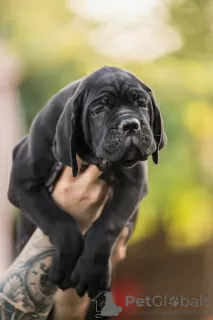 Dodatkowe zdjęcia: Cane Corso szczeniaki