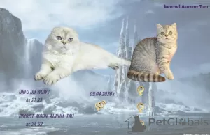 Dodatkowe zdjęcia: Sprzedam kocięta Scottish Fold