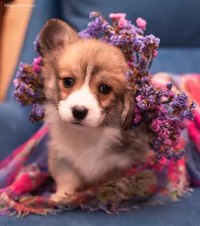 Dodatkowe zdjęcia: Szczeniaczki Welsh Corgi Pembroke