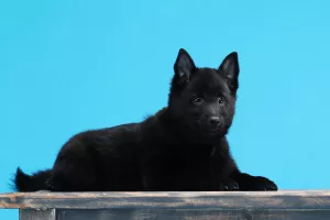 Dodatkowe zdjęcia: Schipperke Boys