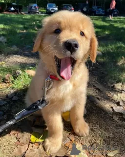 Zdjęcie №4. Sprzedam golden retriever w Веймар. prywatne ogłoszenie - cena - 1674zł