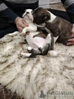 Dodatkowe zdjęcia: Szczenięta Boston Terrier