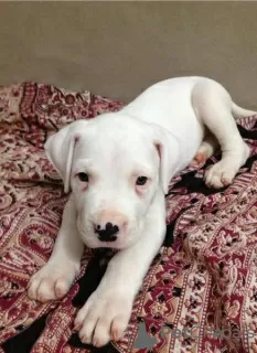 Zdjęcie №3. Dogo Argentino to przyjacielskie psy, które wniosą radość do Twojego domu. USA